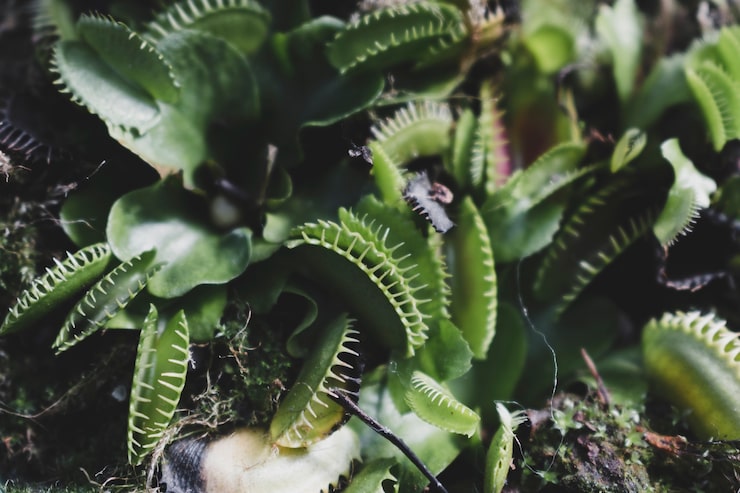 Biodynamic Is the New Organic — Endorsed by The Ritz-Carlton, Half Moon Bay!